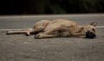 Большая собака спровоцировала серийную аварию в Минске на проспекте Независимости
