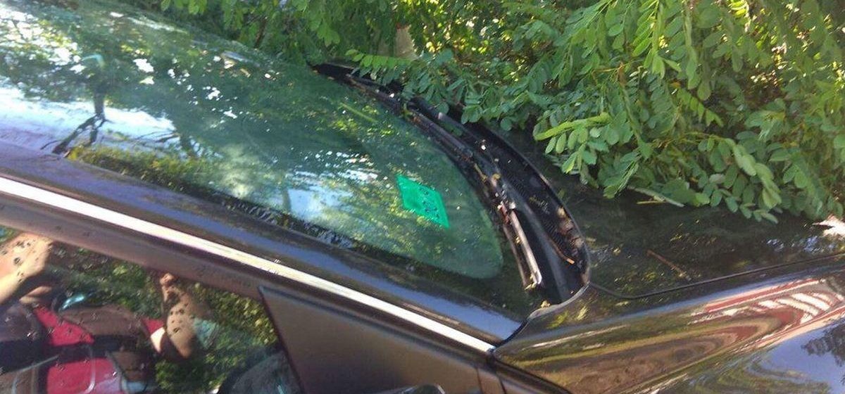 Компенсация за рухнувшее на авто дерево: женщина из Жлобина выиграла в суде иск на 4 тыс. рублей