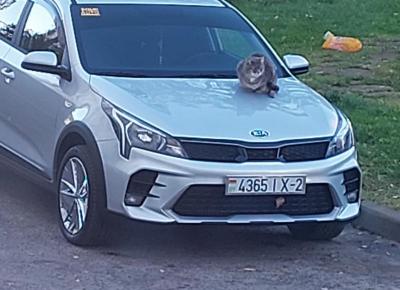 Фото Kia Rio